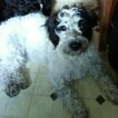 Small #7 Jack Russell Terrier-Poodle (Standard) Mix