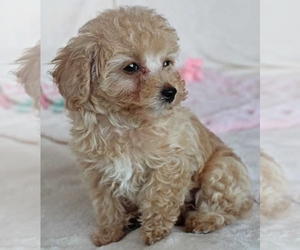 Poodle (Toy) Puppy for sale in ALPHARETTA, GA, USA