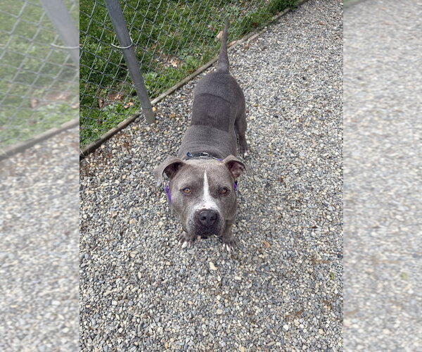 Medium Photo #1 American Staffordshire Terrier Puppy For Sale in Sayreville, NJ, NJ, USA