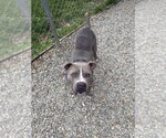 Small American Staffordshire Terrier