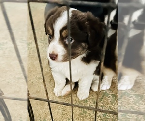 Miniature Australian Shepherd Puppy for sale in OKLAHOMA CITY, OK, USA