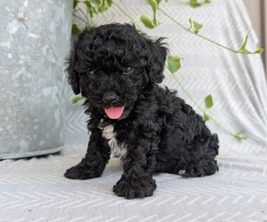 Medium Poodle (Toy)