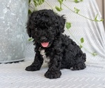 Puppy Cash Poodle (Toy)