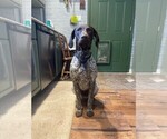 Small Photo #1 German Shorthaired Pointer Puppy For Sale in NECEDAH, WI, USA