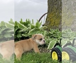 Small Photo #4 Bulldog Puppy For Sale in KOKOMO, IN, USA