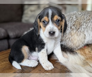 Beagle Puppy for sale in FORDLAND, MO, USA