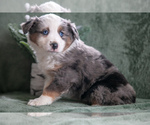 Puppy Flash Miniature Australian Shepherd