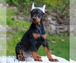 Small #3 Doberman Pinscher