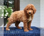 Small #2 Goldendoodle