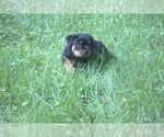 Small Photo #9 Rottweiler Puppy For Sale in MABLETON, GA, USA