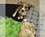 Small #1 American Pit Bull Terrier Mix