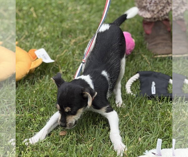Medium Photo #4 Chihuahua-Unknown Mix Puppy For Sale in Yardley, PA, USA