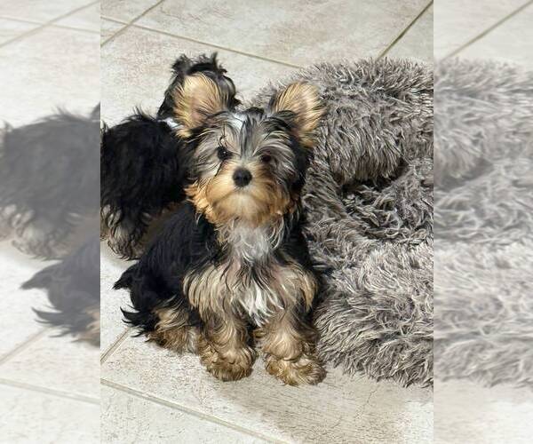 Medium Photo #1 Yorkshire Terrier Puppy For Sale in CORAL SPRINGS, FL, USA