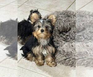 Yorkshire Terrier Puppy for Sale in CORAL SPRINGS, Florida USA