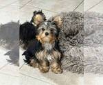 Small Yorkshire Terrier