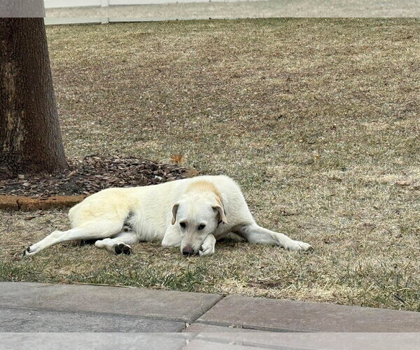 Medium Photo #3 Labrador Retriever-Unknown Mix Puppy For Sale in Minneapolis, MN, USA