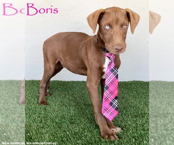 Medium Photo #5 Chocolate Labrador retriever-Unknown Mix Puppy For Sale in San Diego, CA, USA