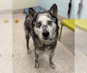 Siberian Husky-Unknown Mix Dogs for adoption in Fort Collins, CO, USA