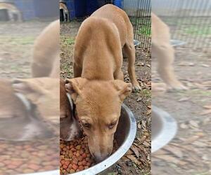 Labrador Retriever-Unknown Mix Dogs for adoption in San Antonio, TX, USA