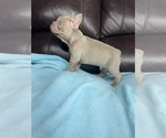 Small #3 French Bulldog