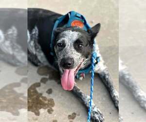 Mutt Dogs for adoption in Paso Robles, CA, USA