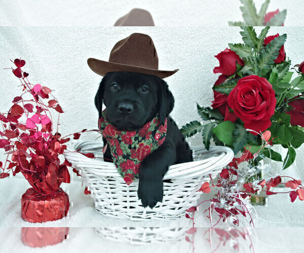 Medium Photo #21 Labrador Retriever Puppy For Sale in FORT COLLINS, CO, USA
