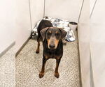 Small #1 Doberman Pinscher Mix