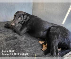 Labrador Retriever-Unknown Mix Dogs for adoption in San Antonio, TX, USA