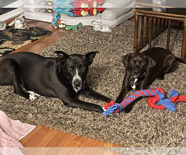 Medium Photo #15 Mutt Puppy For Sale in Arlington, VA, USA