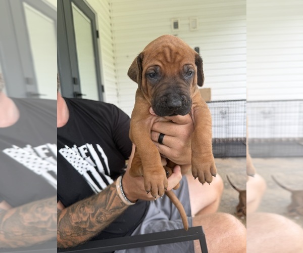 Medium Photo #3 Rhodesian Ridgeback Puppy For Sale in NEW BROCKTON, AL, USA