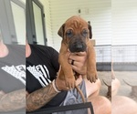 Litter of 7 - Male(s) and Female(s) Rhodesian RidgebackLitter of Puppies for Sale - Photo #3