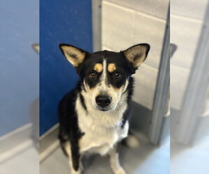 Australian Kelpie-Unknown Mix Dogs for adoption in Visalia, CA, USA