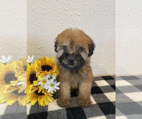 Medium Photo #1 Whoodle Puppy For Sale in DOSS, MO, USA
