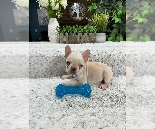 Medium Photo #2 French Bulldog Puppy For Sale in GREENFIELD, IN, USA