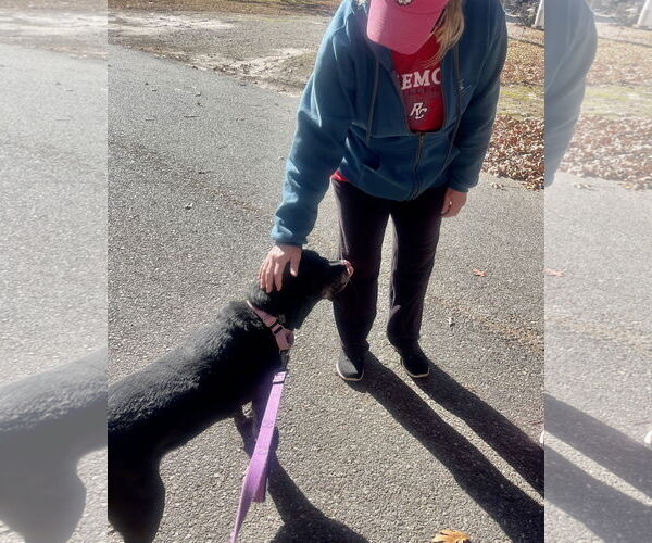 Medium Photo #15 Boxer-Unknown Mix Puppy For Sale in Mount Laurel, NJ, USA