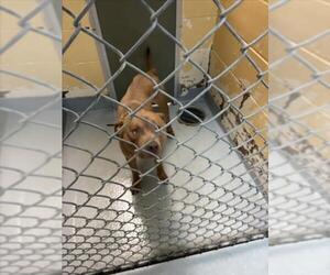 Mutt Dogs for adoption in Tulsa, OK, USA