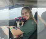 Small #3 Collie-Labrador Retriever Mix