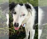 Small #18 Border Collie