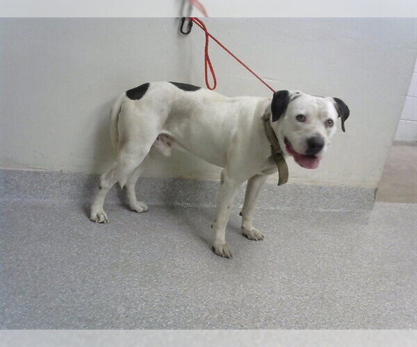 Medium Photo #1 American Pit Bull Terrier-Unknown Mix Puppy For Sale in Pasadena, TX, USA