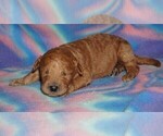 Small #3 Miniature Labradoodle