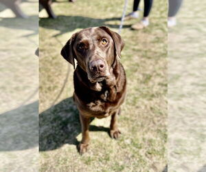 Labrador Retriever Dogs for adoption in Estherville, IA, USA
