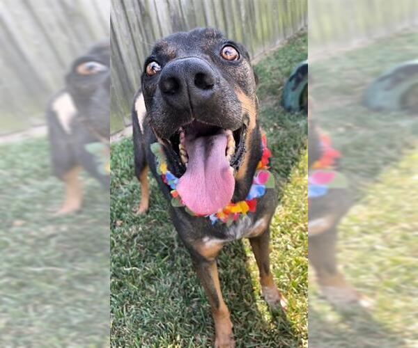 Medium Photo #2 German Shepherd Dog Puppy For Sale in Rosenberg, TX, USA