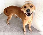 A662925 - Male Labrador Retriever-Unknown Mix Dog for Adoption - Small photo