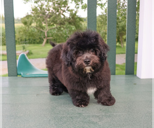 Zuchon Puppy for sale in SYRACUSE, IN, USA