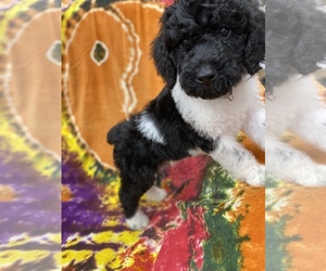 Poodle (Standard) Puppy for sale in SIKESTON, MO, USA
