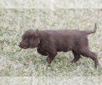 Small Photo #4 Labradoodle Puppy For Sale in MEMPHIS, MO, USA
