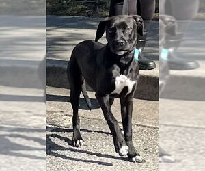 Labrador Retriever-Unknown Mix Dogs for adoption in Augusta, GA, USA