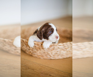 English Springer Spaniel Puppy for sale in LIVINGSTON, TX, USA