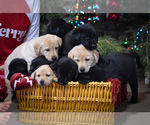 Small Photo #5 Labrador Retriever Puppy For Sale in CLEARWATER, ID, USA