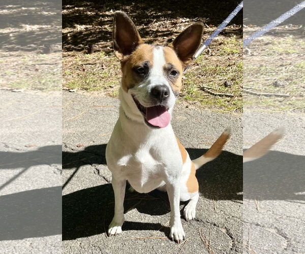 Medium Photo #1 Boxer-Unknown Mix Puppy For Sale in Holly Springs, NC, USA
